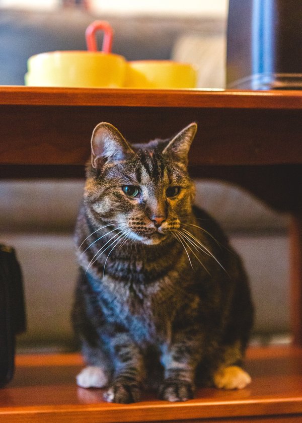 Comparatif des assurances chat : trouvez votre couverture instantanée